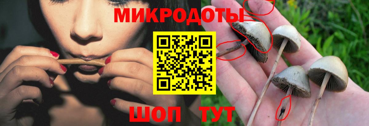 Галлюциногенные грибы Psilocybe Армавир